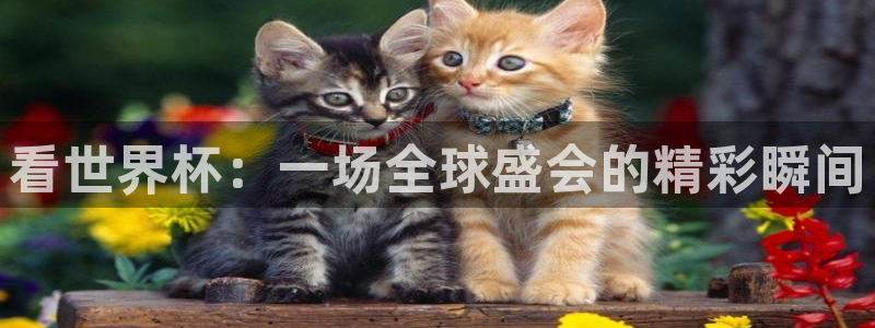 世界杯直播网站：看世界杯：一场全球盛会的精彩瞬间